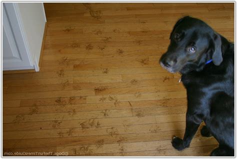 Hardwood Flooring Dogs Scratching – Flooring Blog