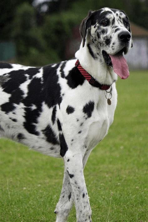 Top 100 Female Great Dane Names