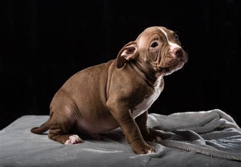 Cachorro De Raza American Bully Sobre Un Fondo Negro Foto Premium