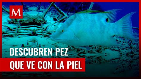 Descubren pez capaz de ver a través de su piel YouTube