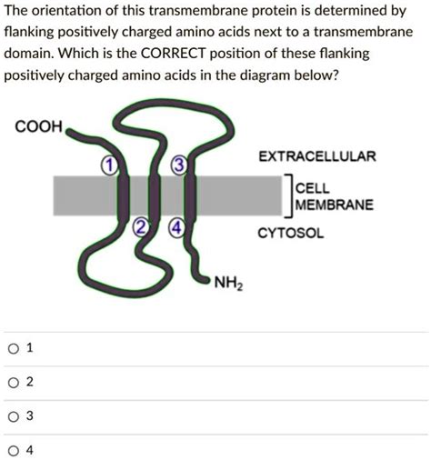 Solved The Orientation Of This Transmembrane Protein Is Determined By