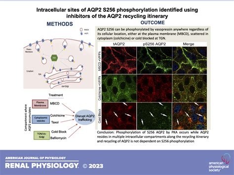 Intracellular Sites Of Aqp S Phosphorylation Identified Using