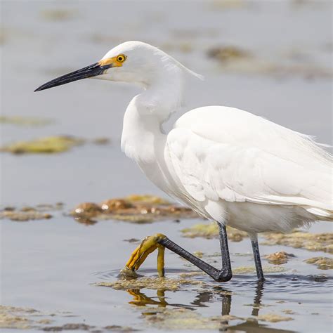 Snowy Egret California Ricelands Waterbird Foundation