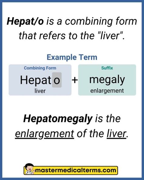 Hepat O Master Medical Terms