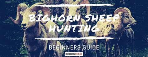 Bighorn Sheep Hunting: Beginners Guide - Hunting heart