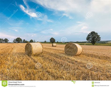 Stubble Field With Straw Bales Stock Photo Image Of Lines