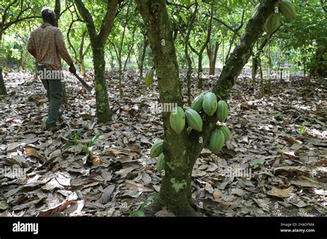 Cocoa Farming Hi Res Stock Photography And Images Alamy