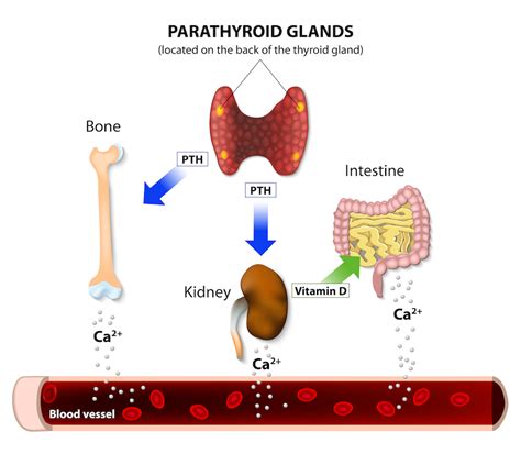 Parathyroid Gland