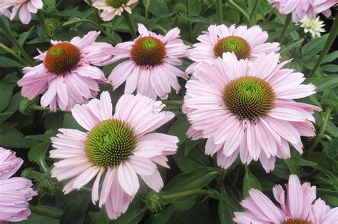 Echinacea " SunSeekers Blush " ® - třapatkovka Zahradnictví Krulichovi ...