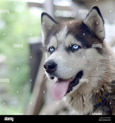 Alaskan Malamute With Blue Eyes The Arctic Malamute Is A Wonderful