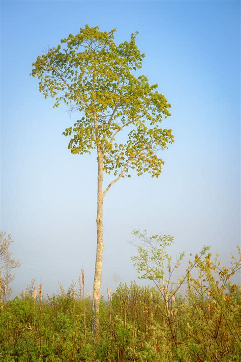 Morning Light Marsh Bob Carissimi Flickr