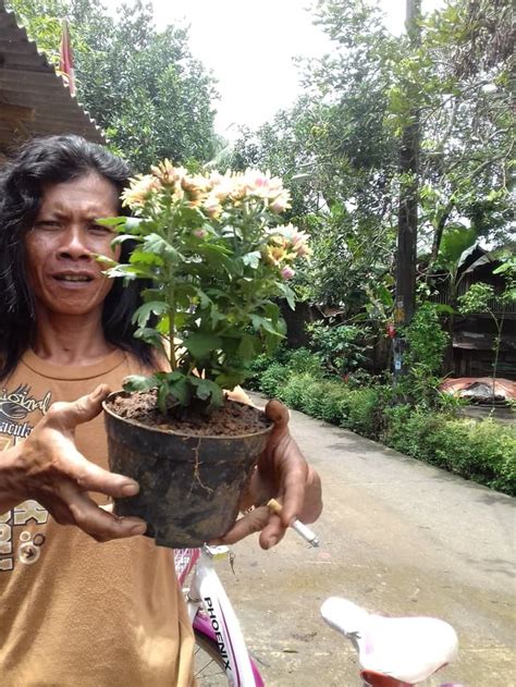 Mewarnai Bunga Krisan Yang Seru Dan Asik Untuk Anak Anak