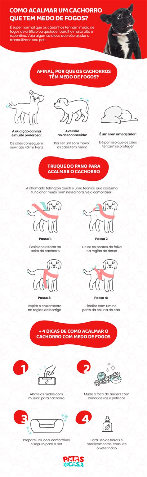 Veja Em Infográfico Como Acalmar Cachorro Com Medo De Fogos