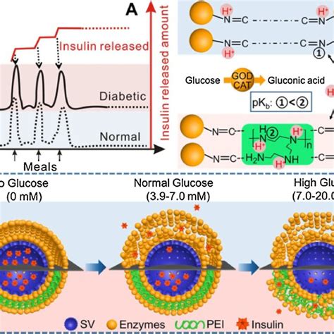 A Ideal Insulin Release Behavior Under Different BGLs The Black