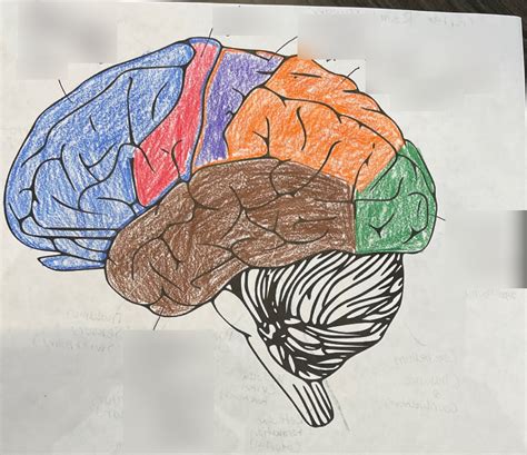 Brain Diagram Outer Diagram Quizlet