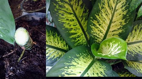 How To Propagate Dieffenbachia Plantdieffenbachia Propagation Youtube