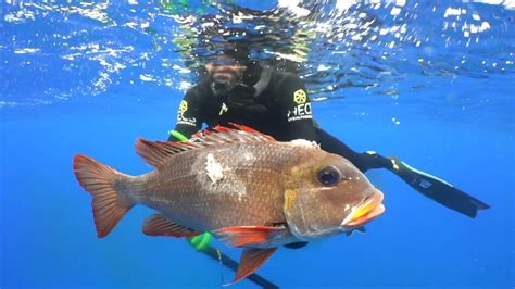 Spear Fishing Kona Hawaii