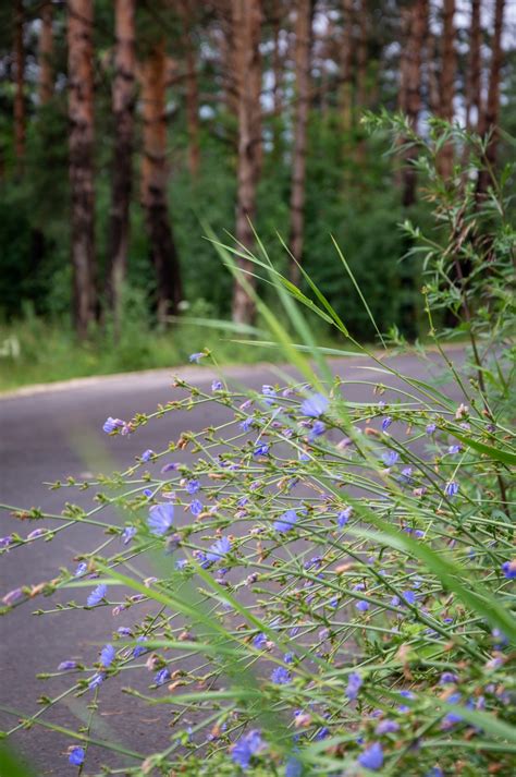 Forest, Thicket, Forest Road Free Stock Photo - Public Domain Pictures
