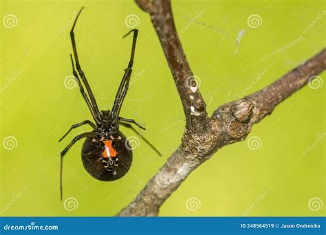 Southern Black Widow Spider - Latrodectus Mactans Stock Image - Image ...