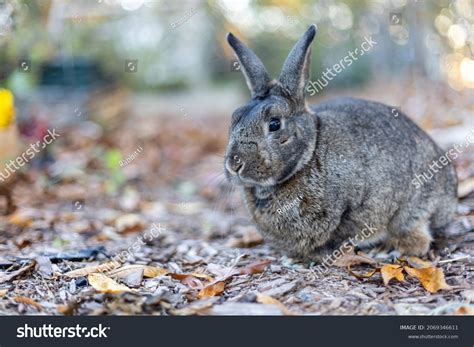 84,024 Gray Rabbit Images, Stock Photos & Vectors | Shutterstock