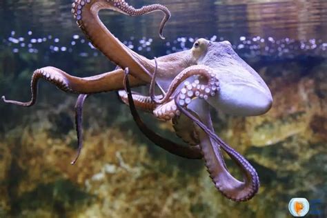 Can Octopus Breathe Air This Is What You Need To Know