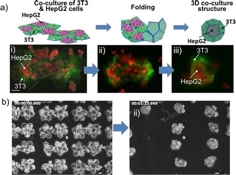 Formation Of 3d Cell Co Culture Microstructures A Top Schematic Of