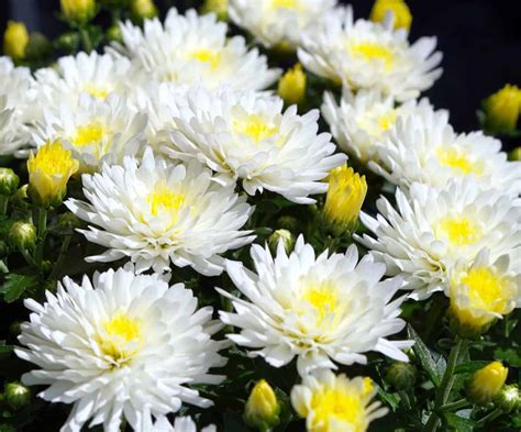 How To Grow Chrysanthemums From Seed To Harvest Planting And Care