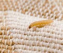 How to Get Rid Of Bed Worms - Pestkilled