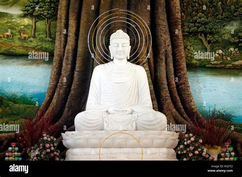 Siddhartha Gautama Tree Banque De Photographies Et Dimages Haute