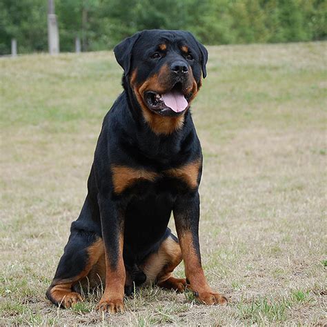 About Orso | Rotvajler