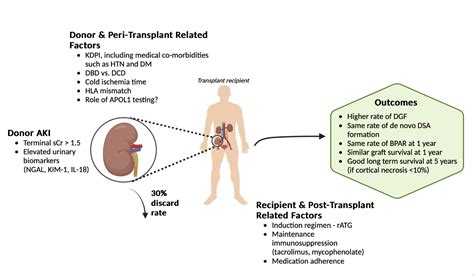 Kidneys From Donors With Acute Kidney Injury Less Than Perfect Kidneys