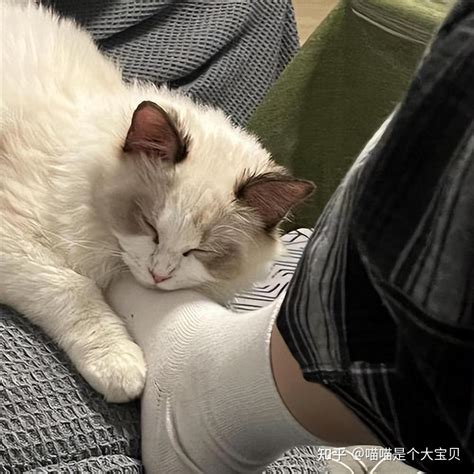 养猫久后才知道，猫咪睡在你身边，不是爱你这么简单 知乎