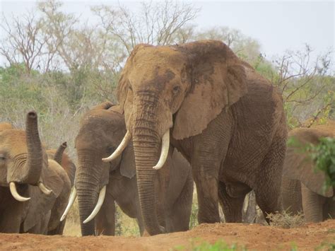 Free photo: Elephants, Kenya, Africa, Mammal - Free Image on Pixabay ...