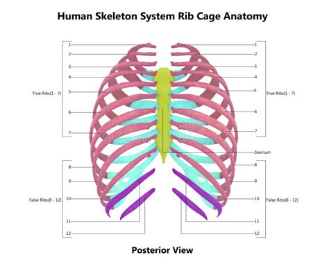 Rib Cage Anatomy Posterior View Posterior Ribs Anatomy Anatomy | Images ...