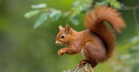 Squirrel Quiz: Test Your Knowledge! - A-Z Animals