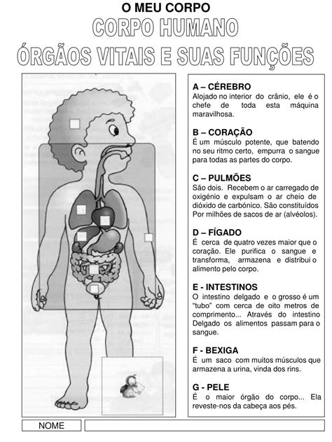 Plano De Aula Sobre O Corpo Humano Hot Sex Picture