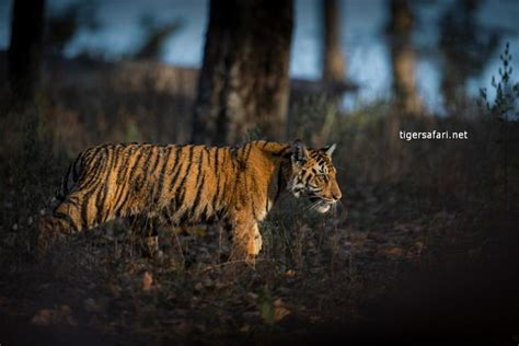 Understanding Tiger Stripes - Significance and Meanings - Tiger Safari in India