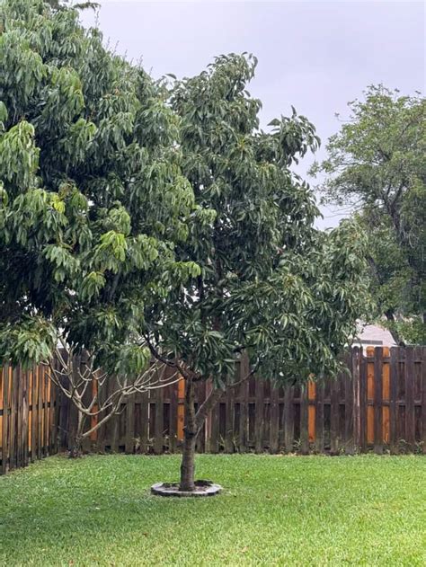 Florida Hass Avocado Grow Guide Tropical Tree Guide