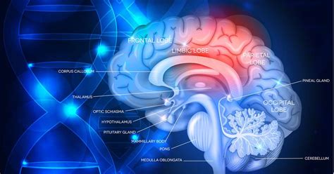 Morte cerebral entenda o protocolo para definir a morte encefálica