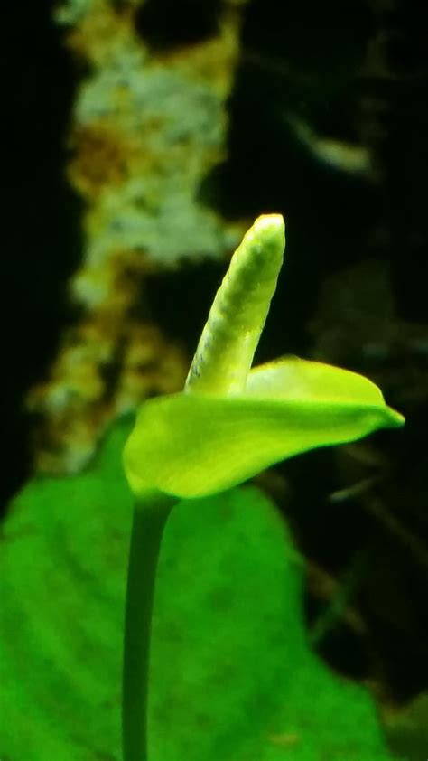 First Time Having An Anubias Flowering Aquariums