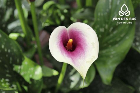 Picasso® Calla Van Den Bos Flowerbulbs