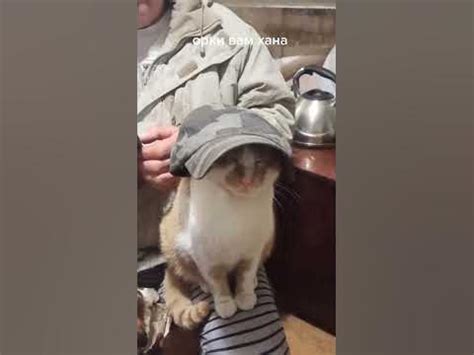 Котик Зсу. Бойовий український кіт - YouTube