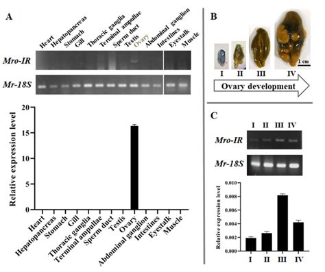 Spatial And Temporal Expression Of Mro Ir In Macrobrachium Rosenbergii