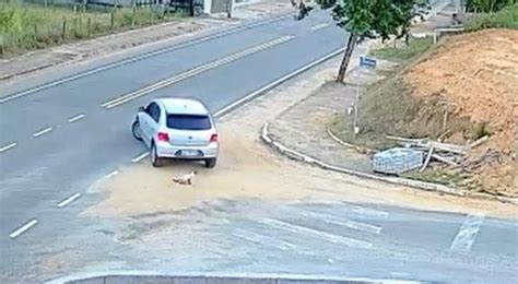 VÍdeo Câmera Flagra Abandono De Gato No Meio Da Rua Em Indaial