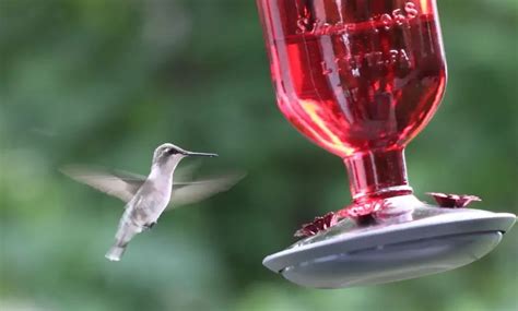 La migración de los colibríes emprende un viaje increíble