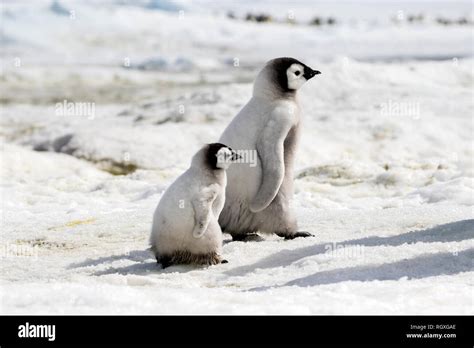 Adorable Emperor Penguin Aptenodytes Forsteri Chicks On Sea Ice At Snow Hill Island