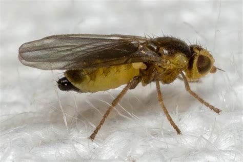 Diptera Info Photo Albums Ptochomyza Asparagivora Female 2