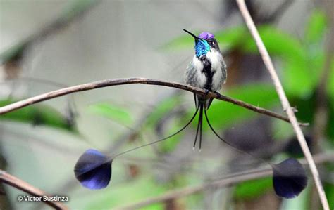 Marvelous Spatuletail (Loddigesia mirabilis) - Peru Aves