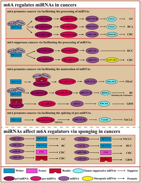 Crosstalk Between M A And Coding Non Coding Rna In Cancer And Detection