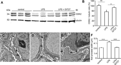 Inhibition Of The Tlr Pathway Prevents Lps Induced Downregulation Of Download Scientific